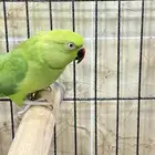 انثى درة شرط انتاج