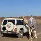 جمل حر صافي للبيع فيه 5 طابع
