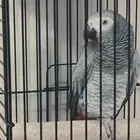 بغبغاء كاسكو للبيع