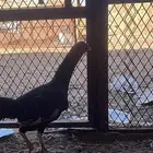 للبيع دجاجه باكستانيه