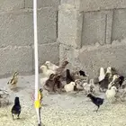 صوص بلدي