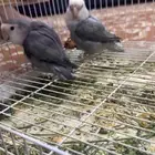 للبيع روز منتج
