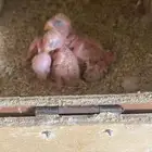 جوز روز بفراخه ( تم البيع )