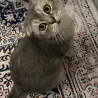 ابغى انثى سكوتش للتزاوج للتواصل خاص