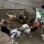دجاج بلدي محصن