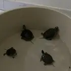 سلاحف للبيع
