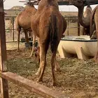 لقحه حمراء دم