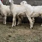 طلي للبيع