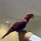 لوري كاردينال