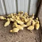 بط بكيني