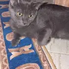 قطط لت بني