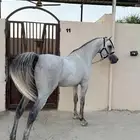 حصان واهو مكس