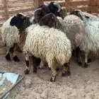 2 خرفان 4 رخال