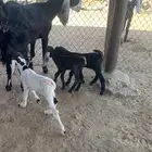 عنز تحتها ثلاث تيوس