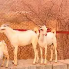 تيوس مشاريع فحول