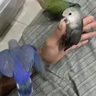 طيور روز. اليفه تفريد 200 جمله 150