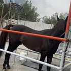 حصان واهو ولد جعفر الشقب