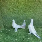 طبة حمام تركي