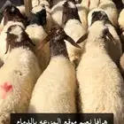نعيم وحريات ونجديات حياكم الله جميعا  بالدمام والخبر فقط
