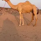 ناقه سودانيه حايل مفرود عنها حاشيها