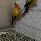 للبيع جوز صن كنيور محلل