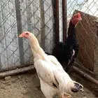 شامو ياباني فاخر