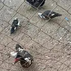 بط بلدي منتج