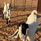 معزا هولدنيات