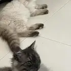 قطط للتبني