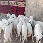 13 بهم عماره من شهرين الى ثلاثة