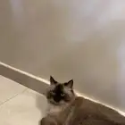 قط للتبني