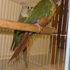 زوج كنيور محلل ومنتج للبيع اقبل البدل بكاسكو فرخ وازيد