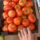توريد خضار وفاكه جمله وقطاعي