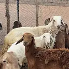 طليان سواكني احجام كبيره