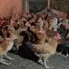 صيصان بلدي