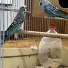 باجي