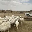 50 من الغنم منها اربع ولد عليها 7والباقي حصييب بتولد