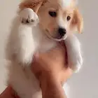 جرو جريفون فرنساوى اصلي
