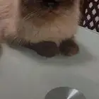 sherazi female cat  3 years old for adoption