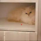 قطه