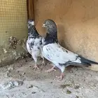 حمام باكستاني