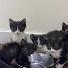 قطط صغار للبيع