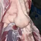 ذبايح حري ذبائح نعيمي سواكني ذبح وتوصيل