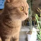سكوتش للتبني
