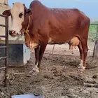 بقره فاخره