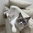 قط هيمالايا جميله جدااا
