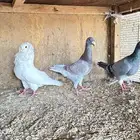 حمام للبيع للي يوقف عليه السوم لو بريال