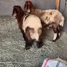 رغوث نعيميه