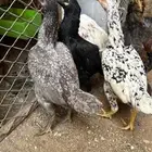 أزواج كوشامو القزم