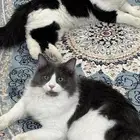 لتبني مع بعض